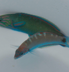 Thalassoma lunare