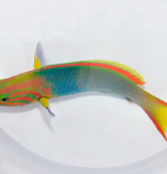 Thalassoma lutescens