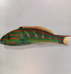 Thalassoma quinquevittatum