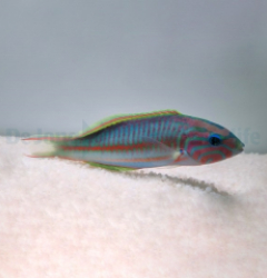 Thalassoma rueppellii