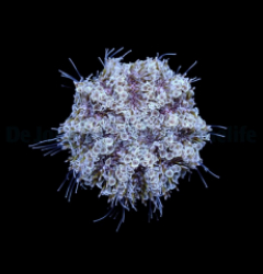 Toxopneustes pileolus