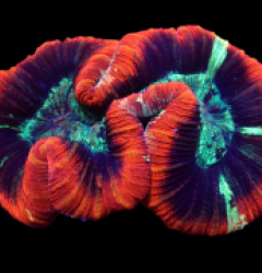 Trachyphyllia spp. (Premium)
