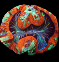 Trachyphyllia geoffroyi (Ultra) (XL) o 185