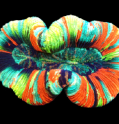 Trachyphyllia sp. (Master Grade) pb 041