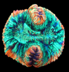 Trachyphyllia sp. (Premium) pb 115