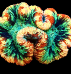 Trachyphyllia sp. (Rainbow) (L) pb 090