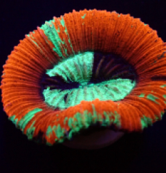 Trachyphyllia spp. (Red) 