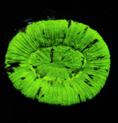 Trachyphyllia spp. (Green)