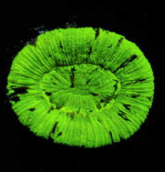 Trachyphyllia spp. (Green Ultra)