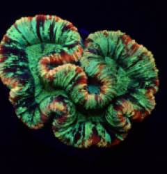 Trachyphyllia spp. (Rainbow)