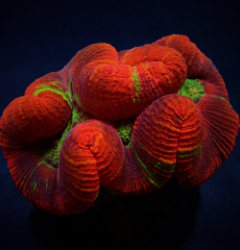 Trachyphyllia spp. (Red Ultra)