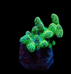 Stylophora pistillata (Green polyp) (frag)