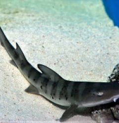 Triakis scyllium (Temperate water)