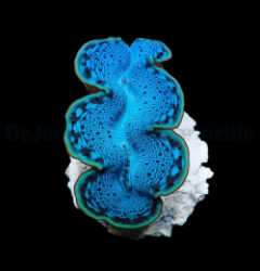 Tridacna maxima (Blue)