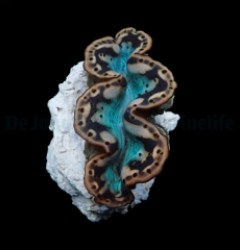 Tridacna maxima (Yellow-Gold)