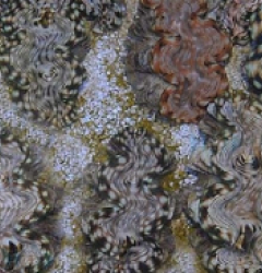 Tridacna squamosa