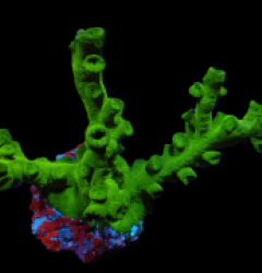 Tubastraea micranthus