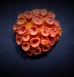 Tubastrea faulkneri (Orange)
