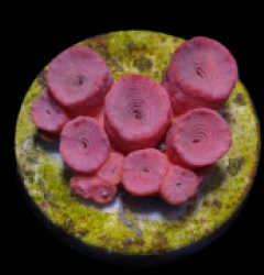 Tubastraea faulkneri (Orange) (frag)