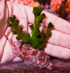 Tubastrea micrantha (frag)