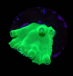 Turbinaria heronensis (DJM frag) (Very Rare) o 005