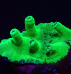 Turbinaria heronensis (DJM frag) (Very Rare) o 365