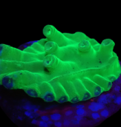 Turbinaria heronensis (DJM frag) (Very Rare) o 629