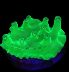 Turbinaria heronensis (DJM frag) (Very Rare) o 650