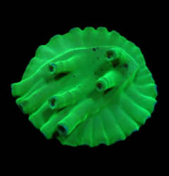 Turbinaria heronensis (DJM frag) (Very Rare) pb 648