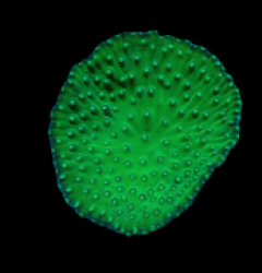 Turbinaria mesenterina (Green) (Ultra) (L) lps 280