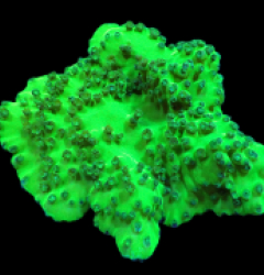 Turbinaria peltata (Green Goblin) (M) (DJM Grown) pb 167