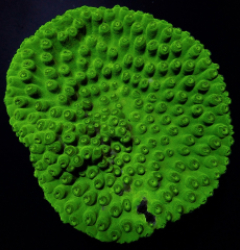 Turbinaria peltata