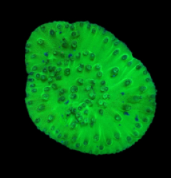 Turbinaria peltata (Premium) (S) (DJM Grown) o 186