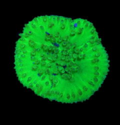 Turbinaria peltata (Premium) (S) (DJM Grown) o 416