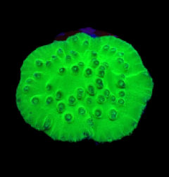 Turbinaria peltata (frag)