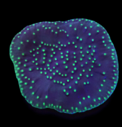 Turbinaria reniformis (Flying Saucer) (DJM Grown) o 185