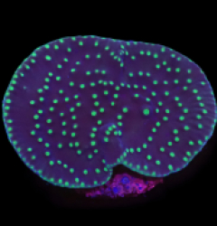 Turbinaria reniformis (Flying Saucer) (DJM Grown) o 187