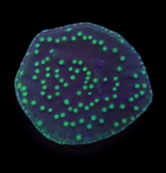 Turbinaria reniformis (Flying Saucer) (DJM Grown) o 612