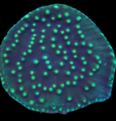 Turbinaria reniformis (Flying Saucer) (DJM Grown) pb 218