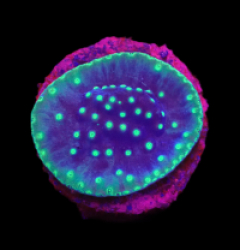 Turbinaria reniformis (LA Lakers) (DJM Grown) o 643