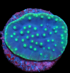 Turbinaria reniformis (LA Lakers) (DJM Grown) pb 296