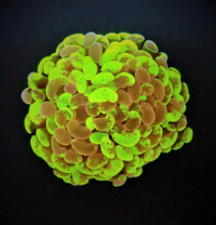 Euphyllia paraancora (Two Tone) (1 hd.)