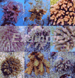 Coral pack - Acropora Common 