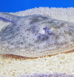 Urobatis jamaicensis