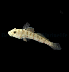 Valenciennea longipinnis