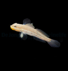 Valenciennea muralis