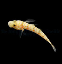 Valenciennea puellaris