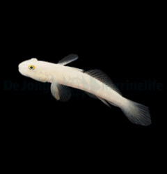 Valenciennea sexguttata