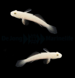 Valenciennea sexguttata (pair)