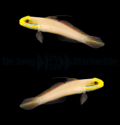 Valenciennea strigata (pair)